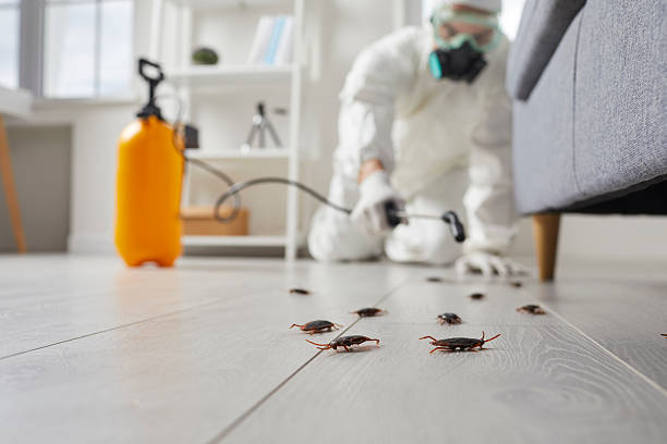 Post-Treatment Bed Bug Interceptor Monitoring in North Star